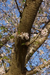 桜満開の春の野島公園
