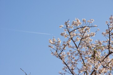 Obraz premium 桜満開の春の野島公園 