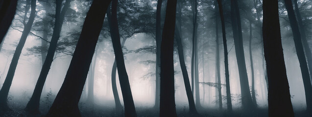 Tall trees in a misty forest, panorama