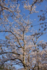 桜満開の春の野島公園
