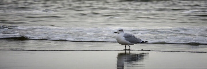 Fototapeta premium a seagull on the beach, panorama, banner with copy space