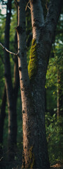 Fototapeta premium A tree branch adorned with vibrant green moss in a tranquil forest