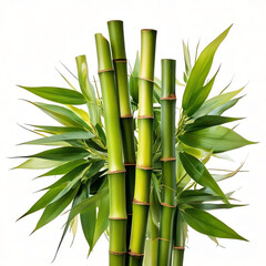 Obraz premium green bamboo with leaves on white background