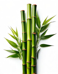Fototapeta premium green bamboo with leaves on white background