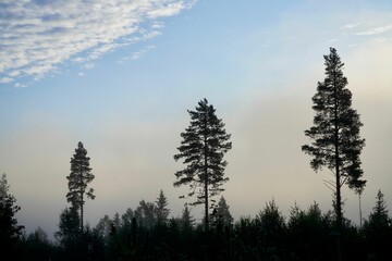 Serene forest landscape with tall pine trees and misty morning sky.