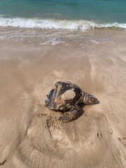 Decomposed sea turtle cut in half washed up on the beach
