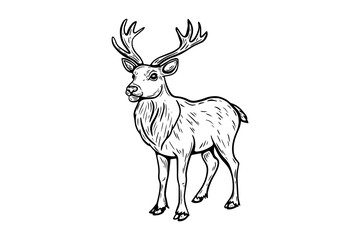 Vector Christmas sketch in vintage style, engraving, line drawing of black and white reindeer