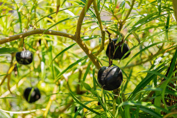 Ripe black frits of Cascabela thevetia. Thevetia peruviana in the family Apocynaceae. Poisonous plant. Seeds of yellow oleander. Flora of Canary Islands. Interesting nature concept