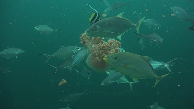 The jellyfish swims with its bell facing downward. Jackfish and groupers circle around it, while the bannerfish and butterflyfish constantly nip at it