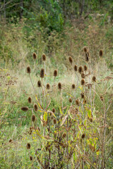 close-up of golden brown flower seed heads of summer Wild Teasel (Dipsacus fullonum) thistle