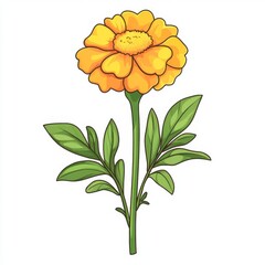 Fototapeta premium sketch of marigold flower