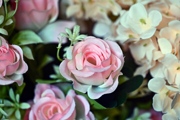 beautiful pink roses in the garden, flower background