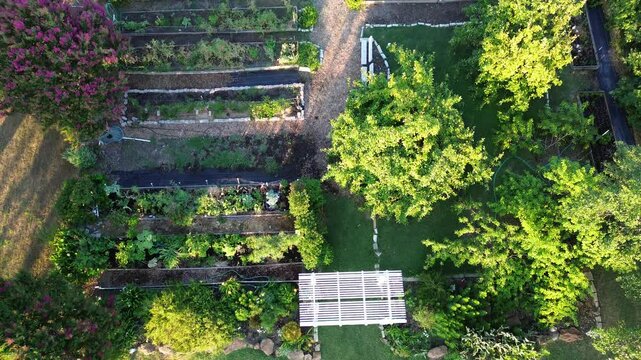 Garden pergola, fruit and shade trees, row of wooden, metal galvanized raised beds at community garden in Coppell, suburbs Dallas Texas, organic growing vegetables group gardening allotment patch