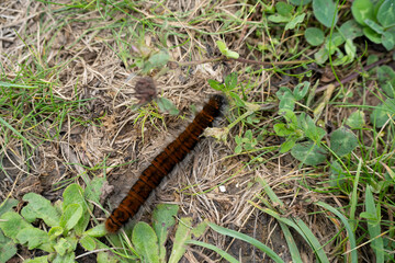 close-up of a Fox moth caterpillar (Macrothylacia rubi)