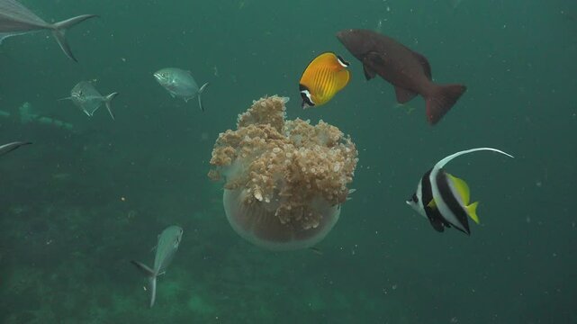 The jellyfish swims with its bell facing downward. Jackfish and groupers circle around it, while the bannerfish and butterflyfish constantly nip at it