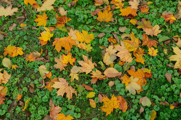 Fallen leaves on green grass ground in autumn park. Fall background