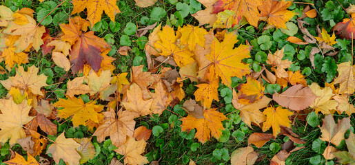 Autumn in park or forest. Fallen yellow leaves on earth. Panorama banner warming photo with fall mood