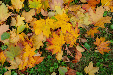 Fallen leaves on green grass ground in autumn park. Fall background