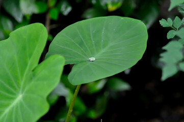 Colocasia or Colocasia variegated, Colocasia esculenta Nancys Revenge and rain droplet