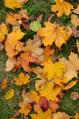 Autumn maple leaves on green grass in sunny day. Beautiful fall background. Vertical photo