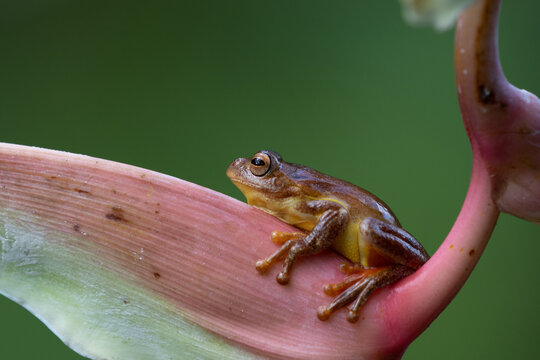 Dendropsophus ebraccatus, also known as the hourglass treefrog or pantless treefrog