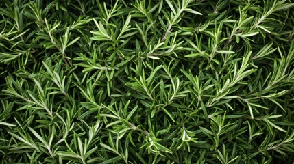 A background completely filled with fresh rosemary sprigs, tightly arranged to create a fragrant, green surface with soft needle-like textures.