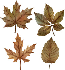 A watercolor illustration featuring autumn leaves in warm, rich colors. Perfect for use in greeting cards, seasonal decor, posters, textiles, packaging, digital projects, and fall-themed designs.