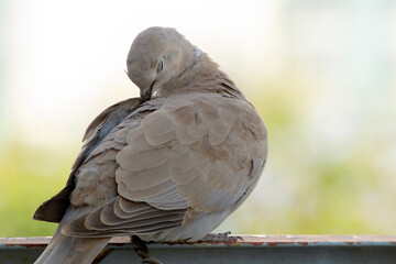  young brown dove on a fence, cleaning feathers . sunny day. selective focus. The Eurasian collared dove (Streptopelia decaocto) is a dove species native to Europe and Asia