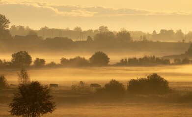 Idyllic rural landscape with golden fog and cattle at sunrise in Haljala, Estonia