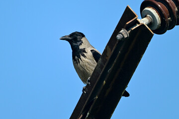 Nebelkrähe auf einem Leitungsdraht // Hooded crow (Corvus cornix / Corvus corone cornix) - Donau-Delta, Rumänien