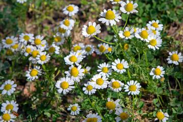 Fototapeta premium chamomile or camomile in a field. sunny day. selective focus. top view