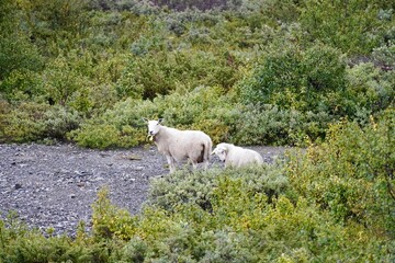 Obraz premium Sheep grazing in a lush green landscape.