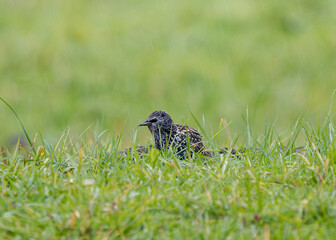 bird on the grass
