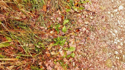 a close-up view of a ground surface. On the left side, there is a patch of grass with some green leaves and brown fallen leaves scattered around. The grass appears to be slightly overgrown