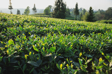 Green tea trees grow in spring