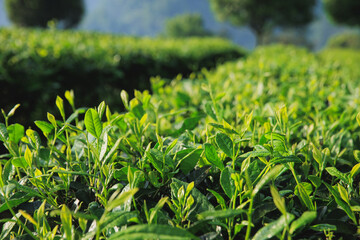 Green tea trees grow in spring