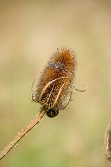 close-up of a single golden brown flower seed head of a beautiful autumnal Wild Teasel (Dipsacus fullonum) thistle Wilts UK