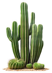 PNG Real big cactus bushes plants photography succulent.