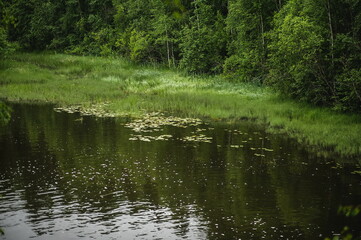 pond and grass in the forest