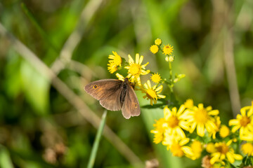 close-up of a meadow brown butterfly (Maniola jurtina) feeding on yellow flower