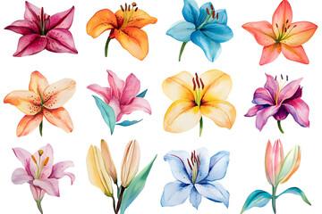 Fototapeta premium Watercolor lily flowers collection isolated on a white background 