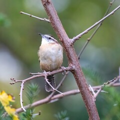 Naklejka premium Carolina Wren