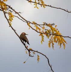 Northern Flicker
