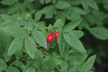 a red rosehip on a branch with green leaves