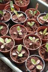 Germinating Seeds Young Plants in Greenhouse 
