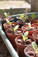 Germinating Seeds Young Plants in Greenhouse 
