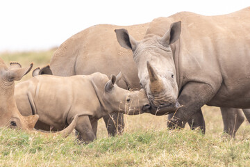 Obraz premium Breitmaulnashornbaby mit Mutter