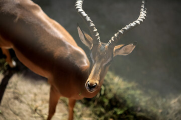 Antelope Impala ( Aepyceros melampus)