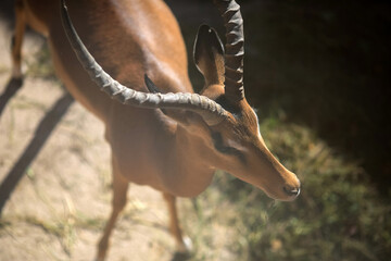 Antelope Impala ( Aepyceros melampus)