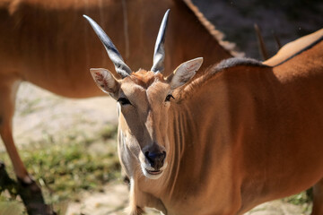 Antelope Impala ( Aepyceros melampus)